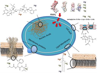 In-cell Solid-State NMR Studies of Antimicrobial Peptides